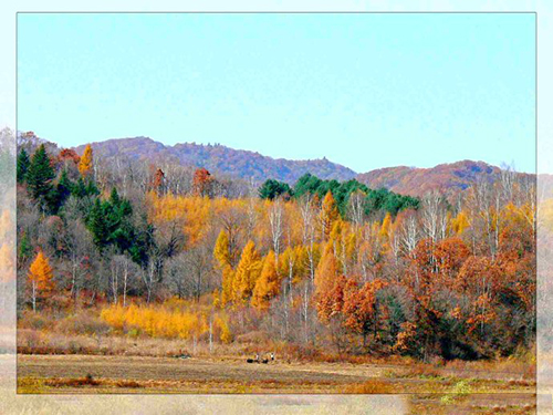 寒葱岭红叶风景